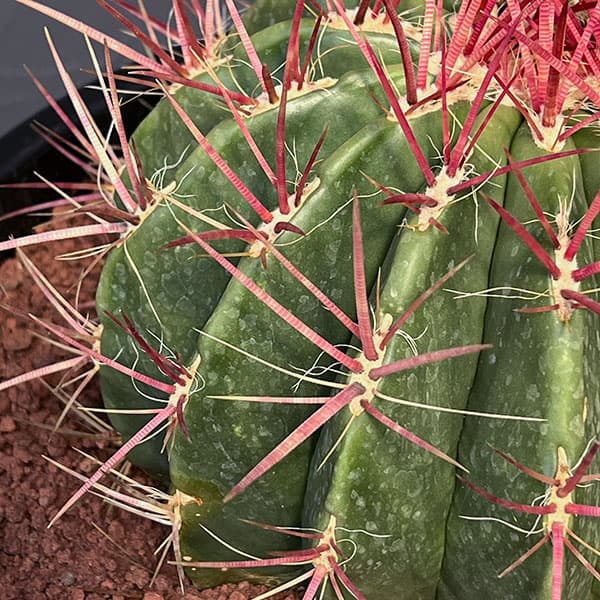 フェロカクタス：赤鳳　8号鉢植え