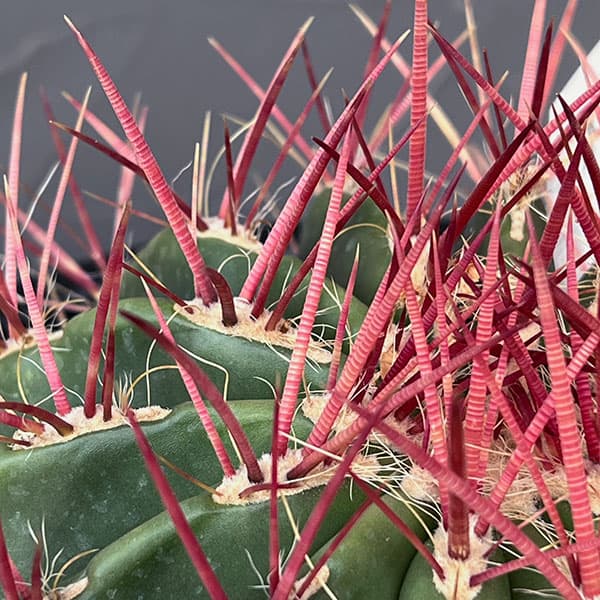 フェロカクタス：赤鳳　8号鉢植え