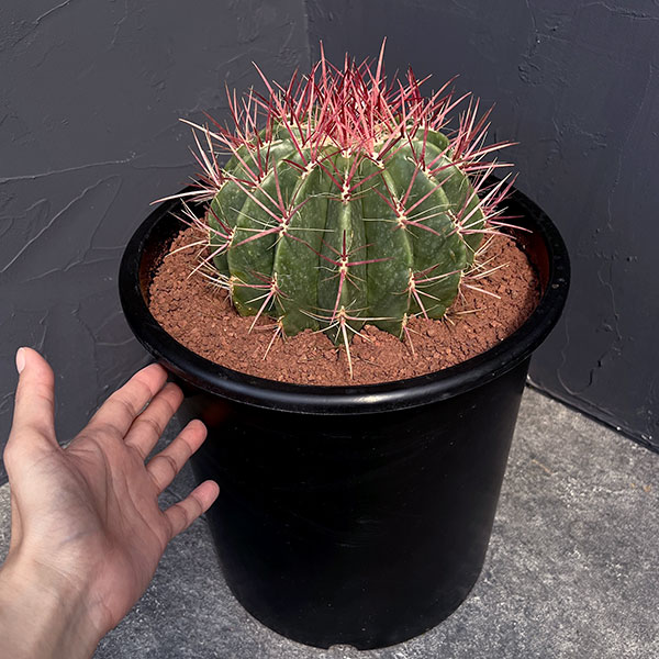 フェロカクタス：赤鳳　8号鉢植え