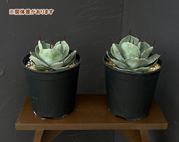 園芸ネット本店｜アガベ：パリートルンカータ 7号鉢植え の通販【公式】