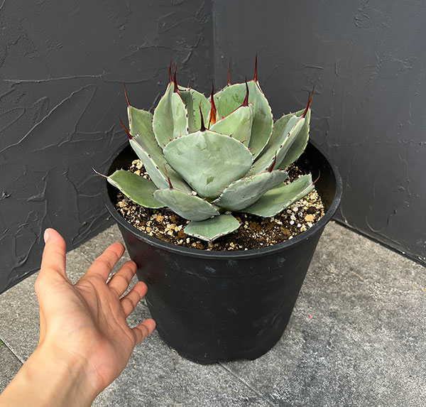 アガベ:パリートルンカータ 8号鉢植え