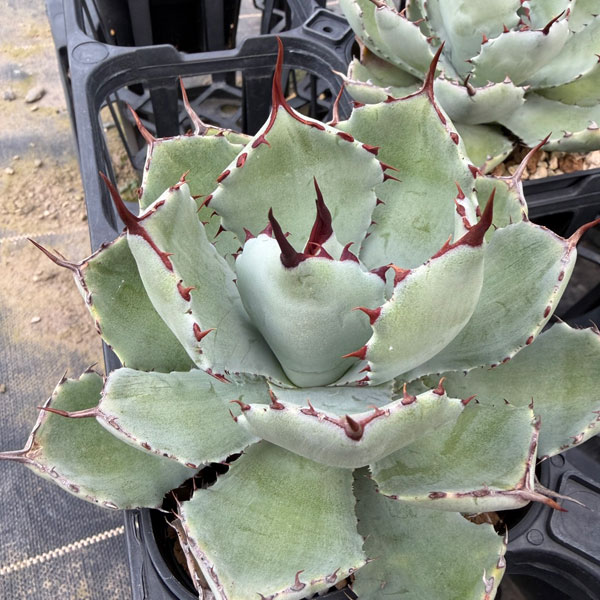 アガベ：吉祥冠（ポタトラム）　3.5号鉢植え*