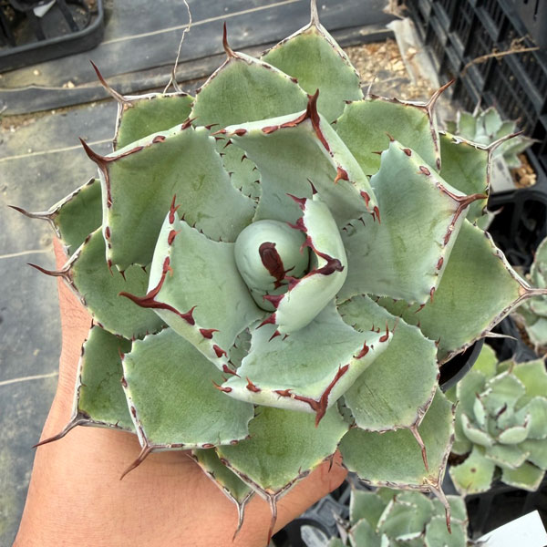 アガベ：吉祥冠（ポタトラム）　3.5号鉢植え*