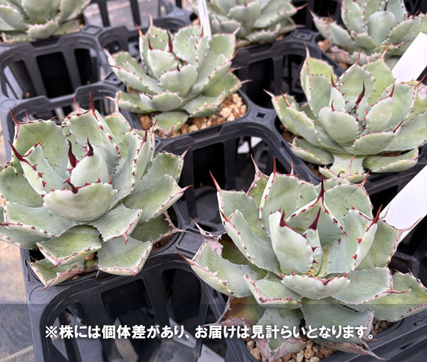 アガベ：吉祥冠（ポタトラム）　3.5号鉢植え*