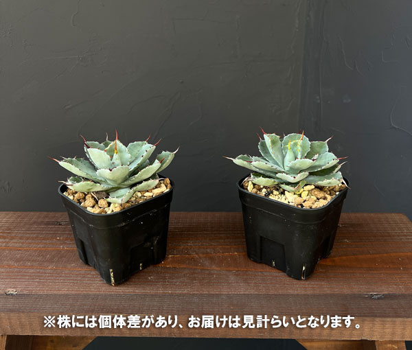 [サマーセール]アガベ：吉祥冠（ポタトラム）　3.5号鉢植え*