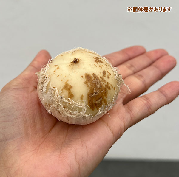 アリウム:カラタビエンセ 1球