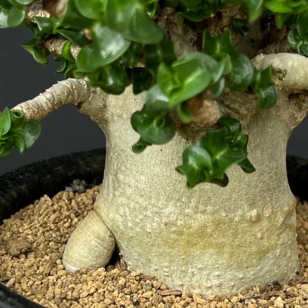 アデニウム:アラビカム巻葉 4.5号鉢植え 25-01