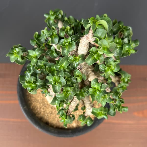 アデニウム:アラビカム巻葉 4.5号鉢植え 25-02