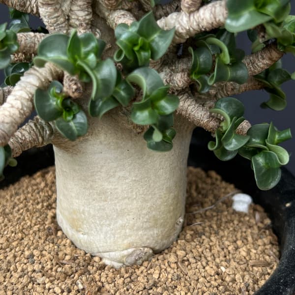 アデニウム:アラビカム巻葉 4.5号鉢植え 25-03