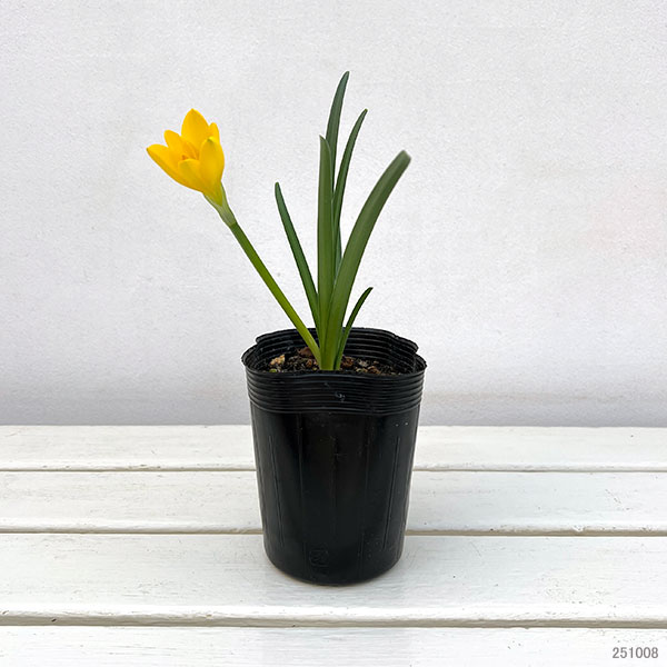 ステルンベルギア3.5号ポット