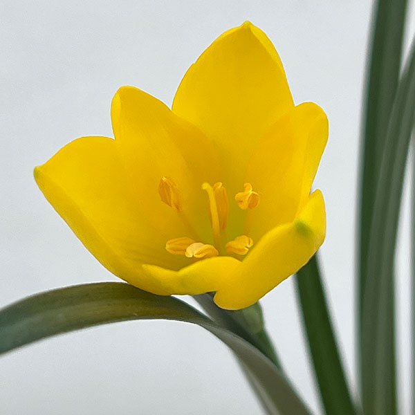 ステルンベルギア3.5号ポット