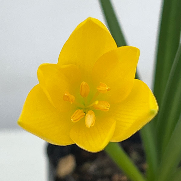 ステルンベルギア3.5号ポット