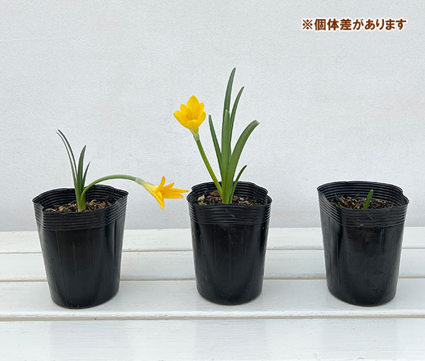 ステルンベルギア3.5号ポット