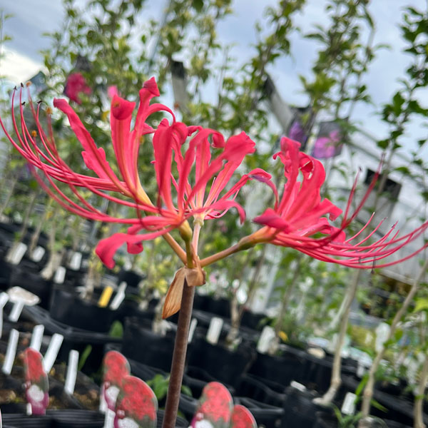 リコリス:ジャクソニアナ(濃桃)4号ポット