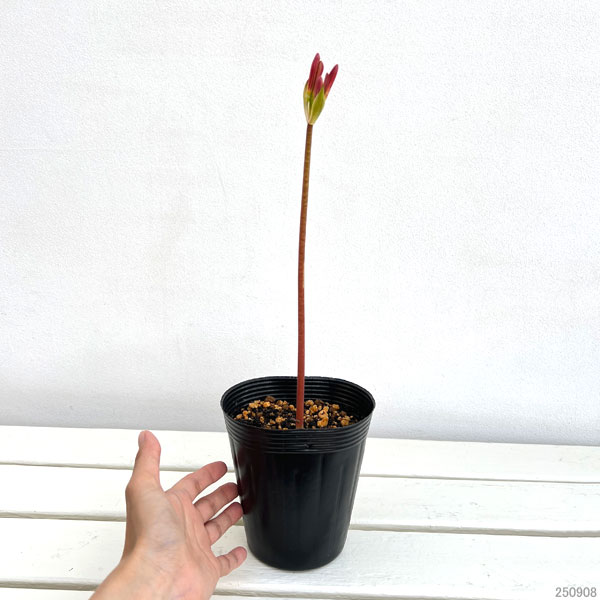 リコリス:ジャクソニアナ(濃桃)4号ポット