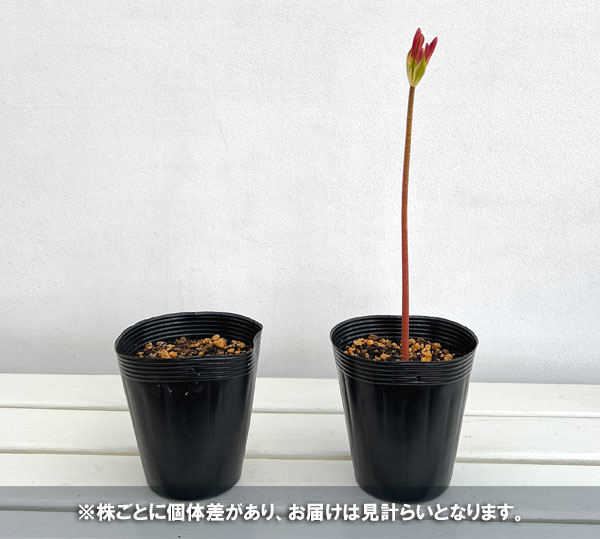 リコリス:ジャクソニアナ(濃桃)4号ポット