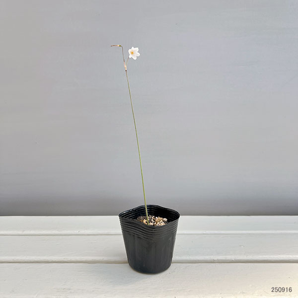 リューコジューム2.5号ポット