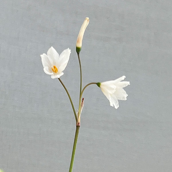 リューコジューム2.5号ポット