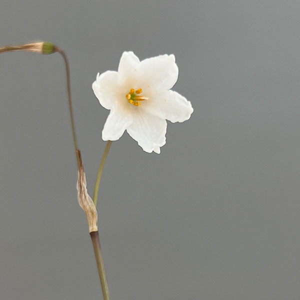 リューコジューム2.5号ポット