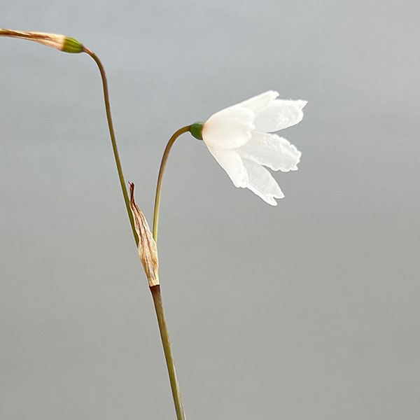 リューコジューム2.5号ポット