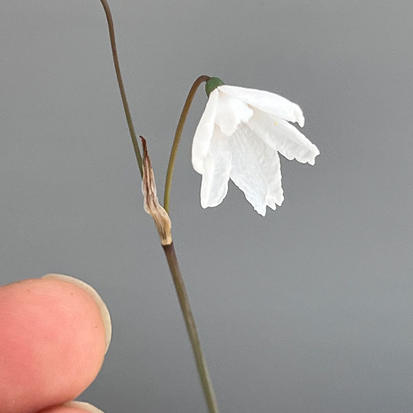 リューコジューム2.5号ポット