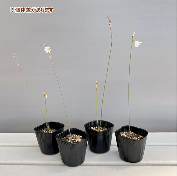 リューコジューム2.5号ポット