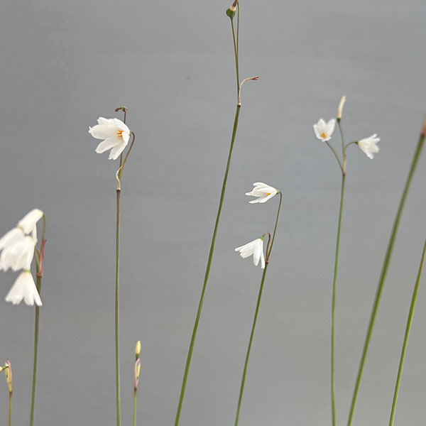 リューコジューム2.5号ポット