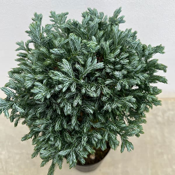 コニファー:ボールバード スタンド仕立て4号ポット