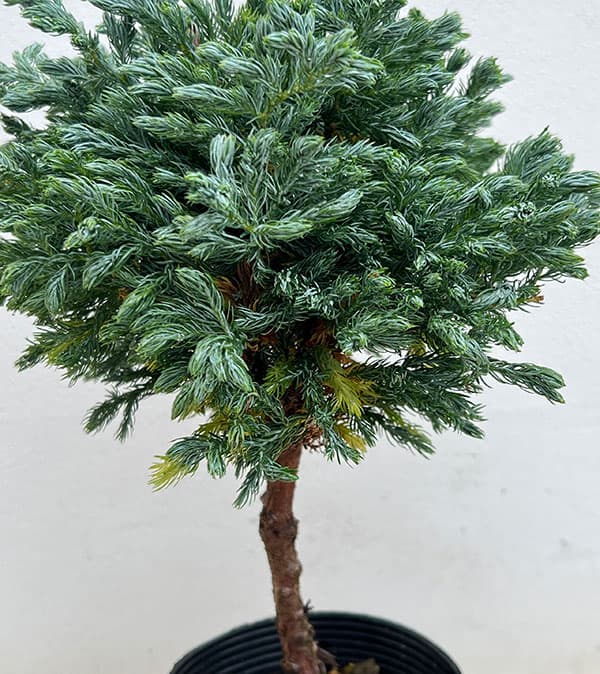 コニファー:ボールバード スタンド仕立て4号ポット