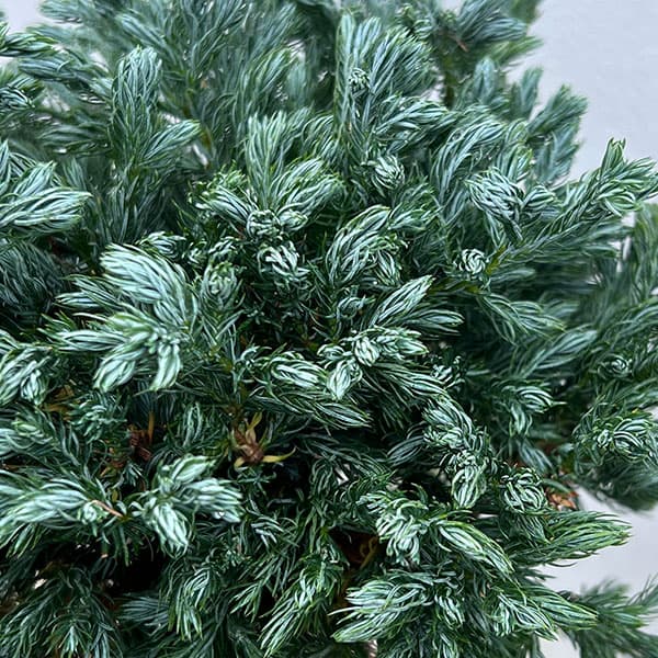 コニファー:ボールバード スタンド仕立て4号ポット