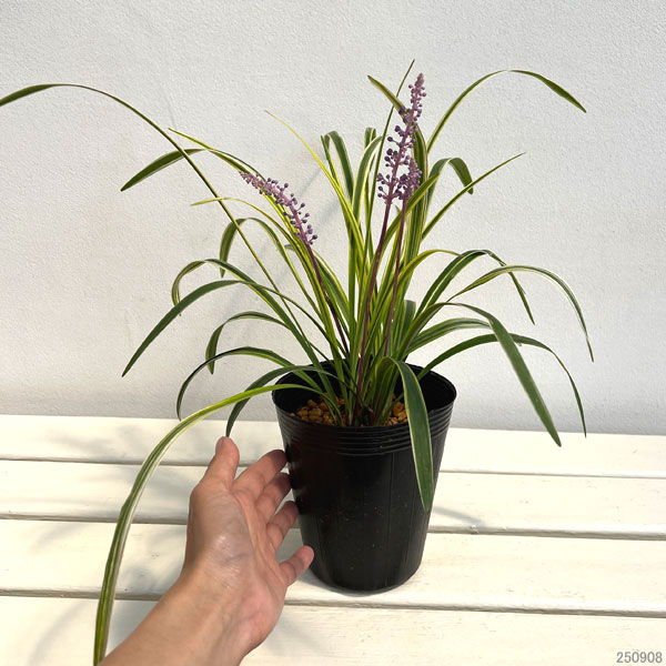 ヤブラン（リリオペ）：斑入りヤブラン4号ポット