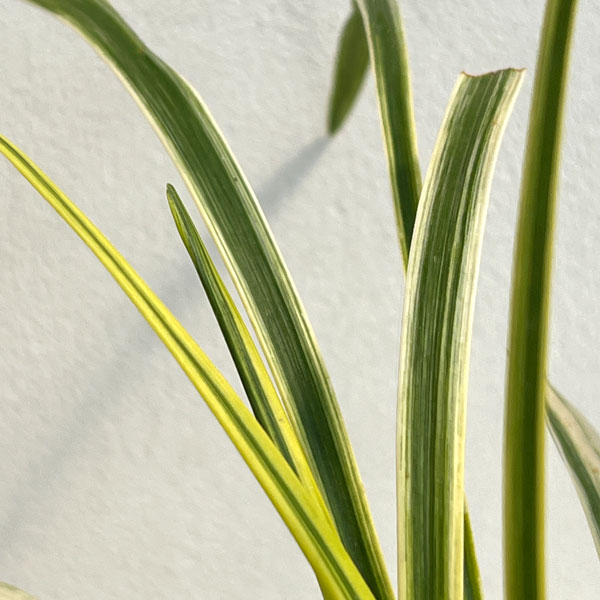 ヤブラン（リリオペ）：斑入りヤブラン4号ポット