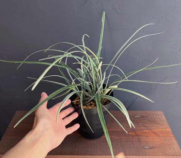 [送料無料]ヤブラン（リリオペ）：シルバードラゴン4号ポット