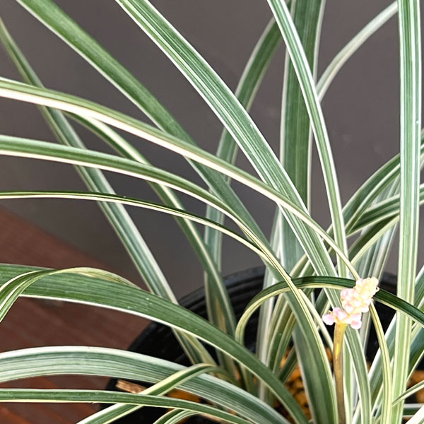 [送料無料]ヤブラン（リリオペ）：シルバードラゴン4号ポット