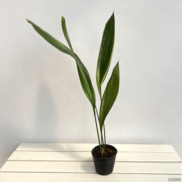 ハラン(葉蘭):縞ハラン4号ポット