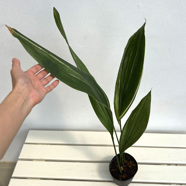 ハラン(葉蘭):縞ハラン4号ポット