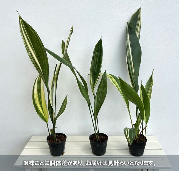 ハラン(葉蘭):縞ハラン4号ポット