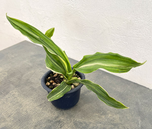 オモト:しとね4号鉢植え