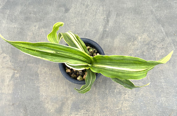 オモト:しとね4号鉢植え