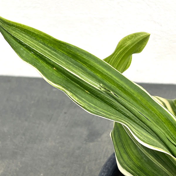 オモト:しとね4号鉢植え
