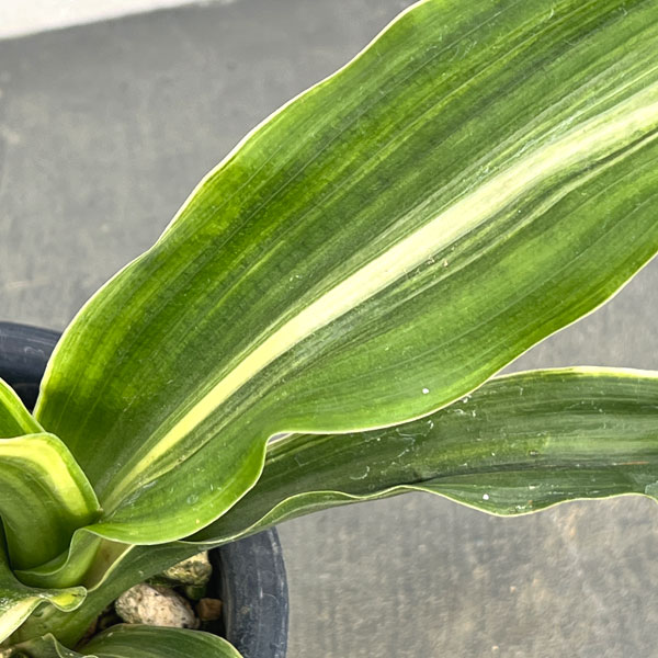 オモト:しとね4号鉢植え