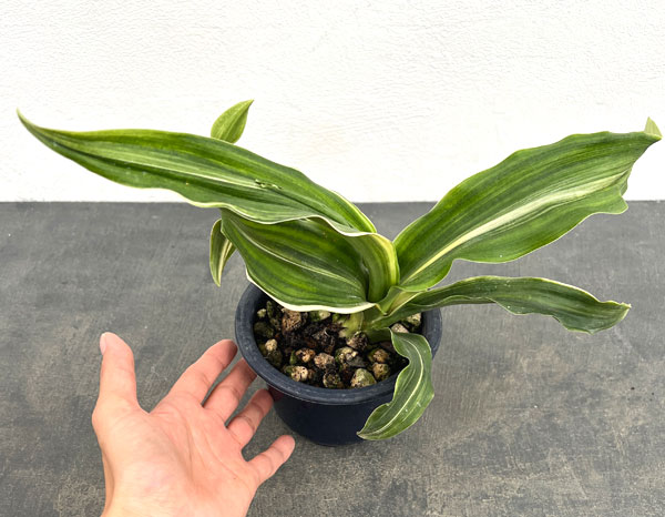 オモト:しとね4号鉢植え