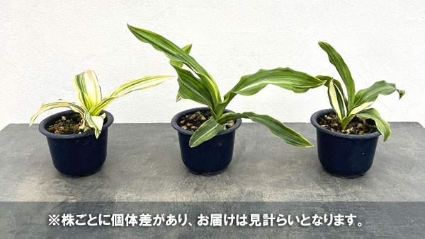 オモト:しとね4号鉢植え