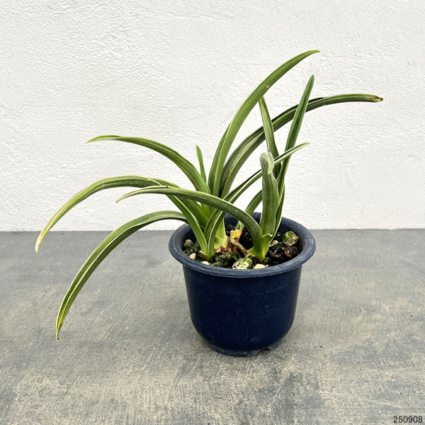 オモト:晃明殿(こうめいでん)4号鉢植え