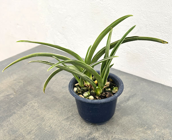 オモト:晃明殿(こうめいでん)4号鉢植え