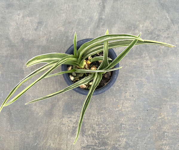 オモト:晃明殿(こうめいでん)4号鉢植え