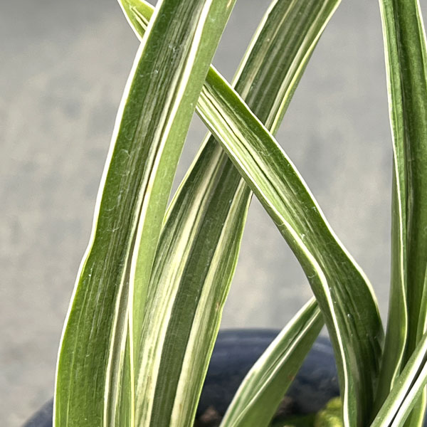 オモト:晃明殿(こうめいでん)4号鉢植え