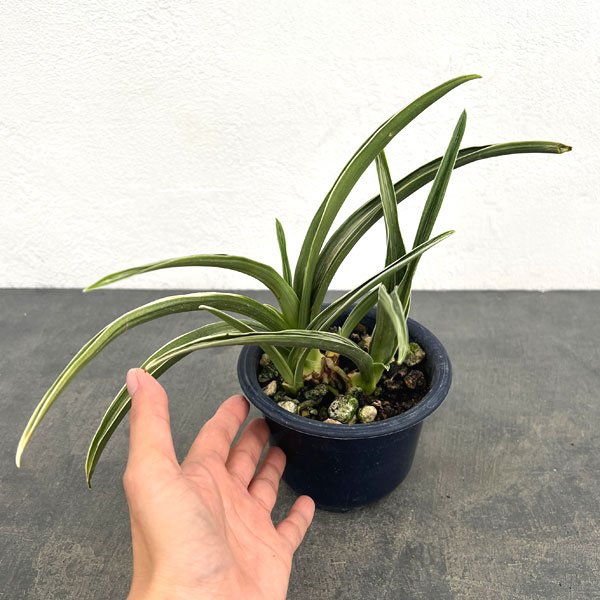 オモト:晃明殿(こうめいでん)4号鉢植え