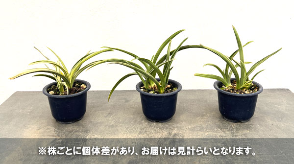 オモト:晃明殿(こうめいでん)4号鉢植え