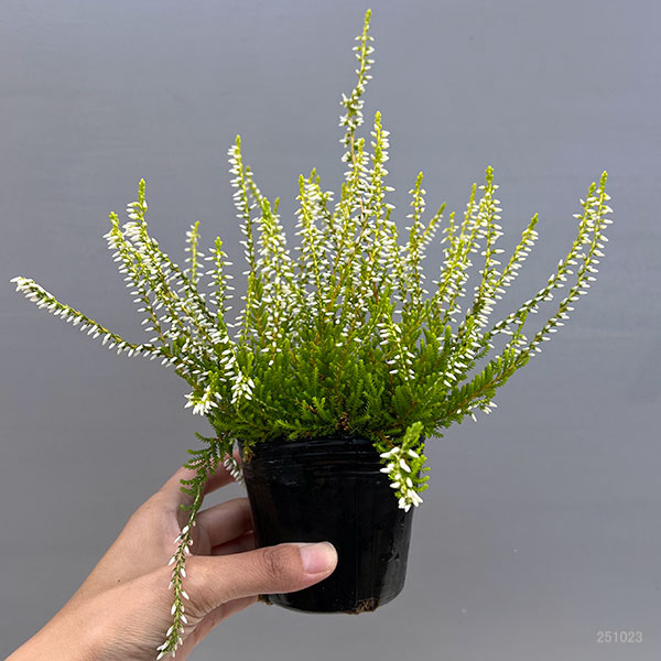 カルーナ：黄金葉白花（サンディ／横に這うタイプ）3号ポット